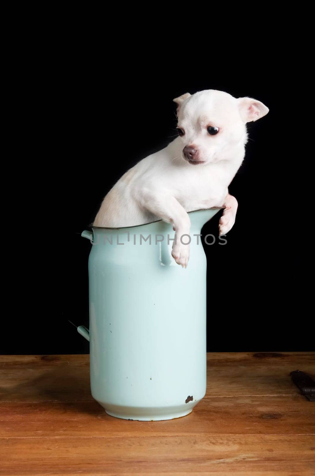 Worried Chihuahua