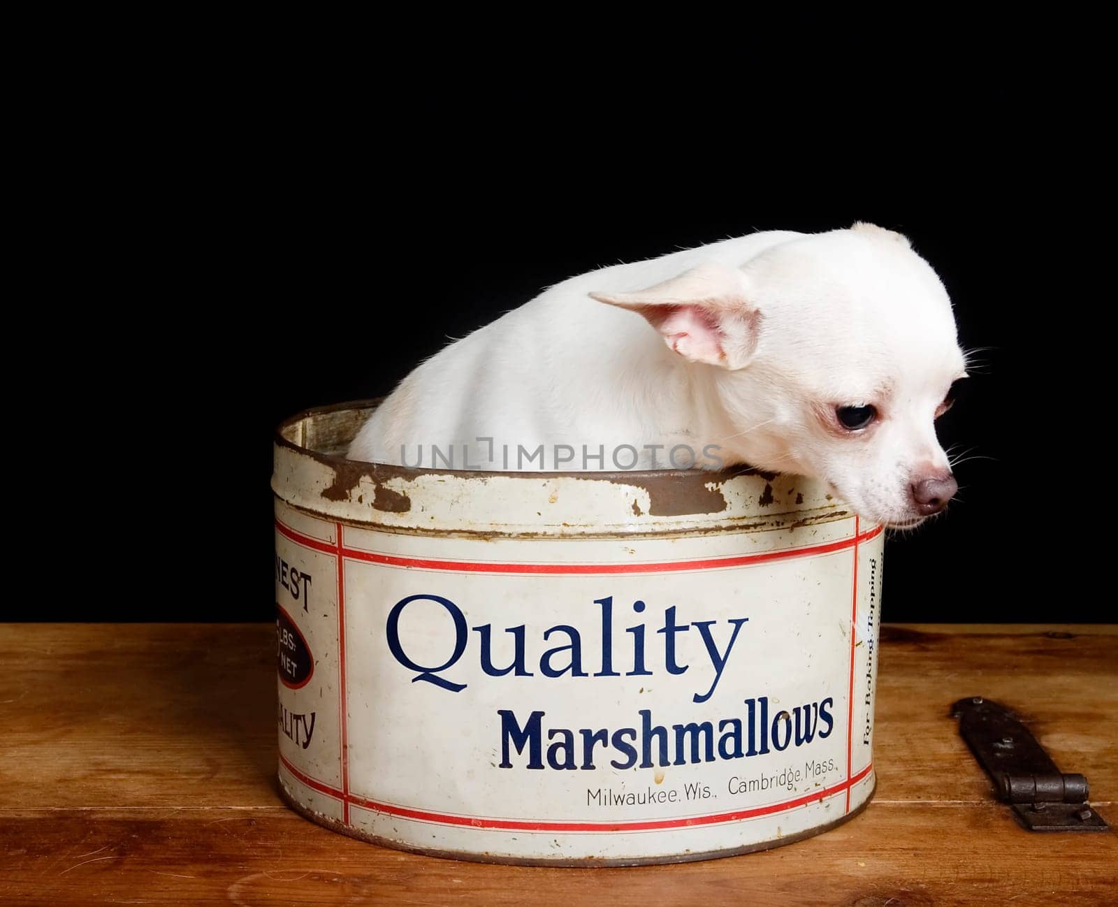 Depressed Chiwawa