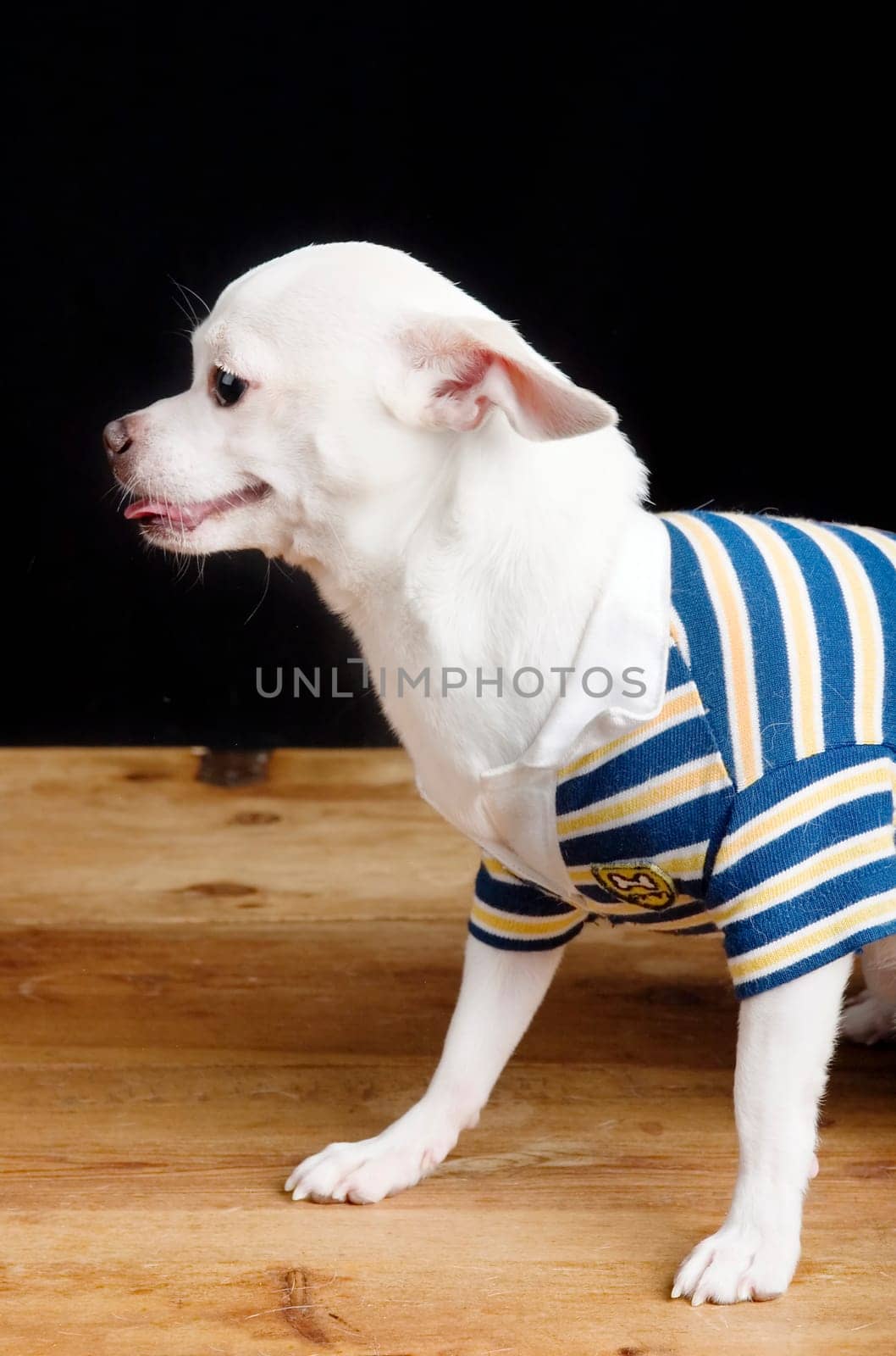 Male Chihuahua in Shirt