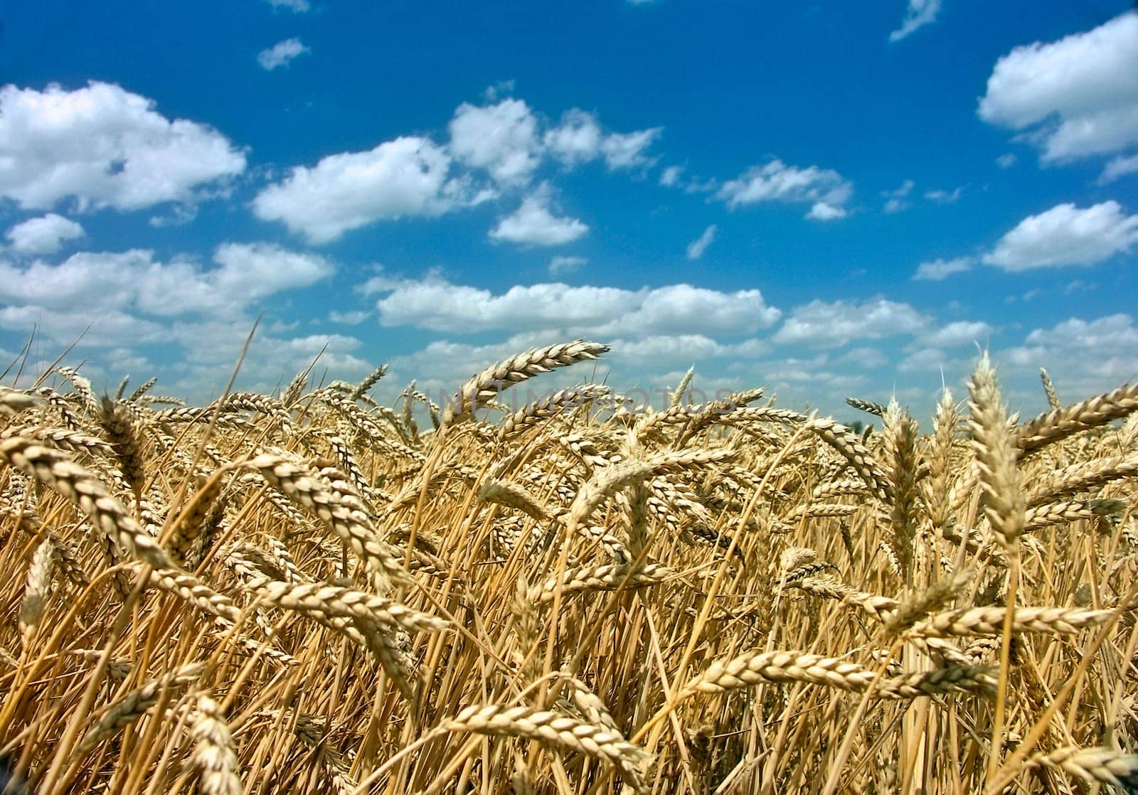 ripe corn with blue sky