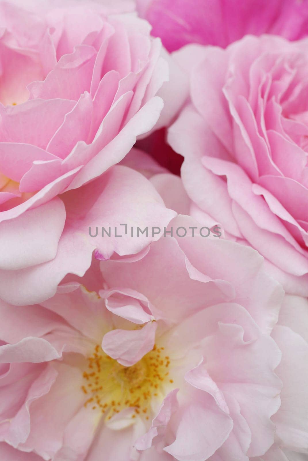 English Roses