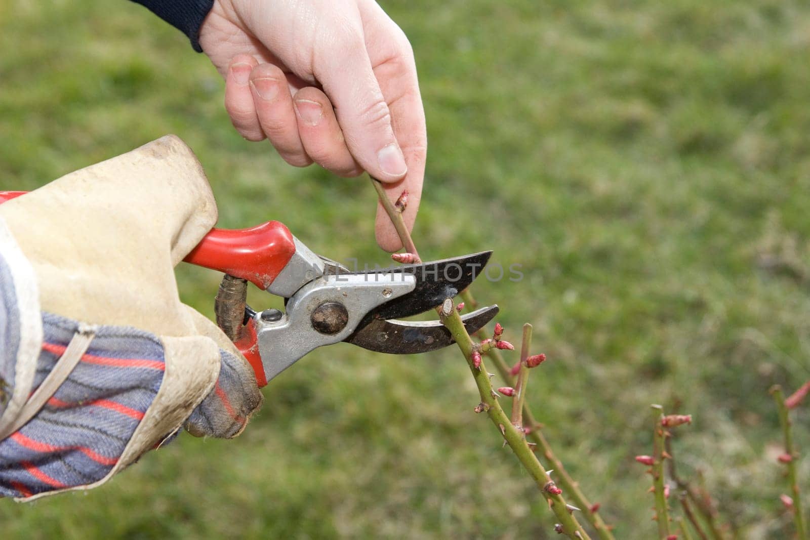 Gardening