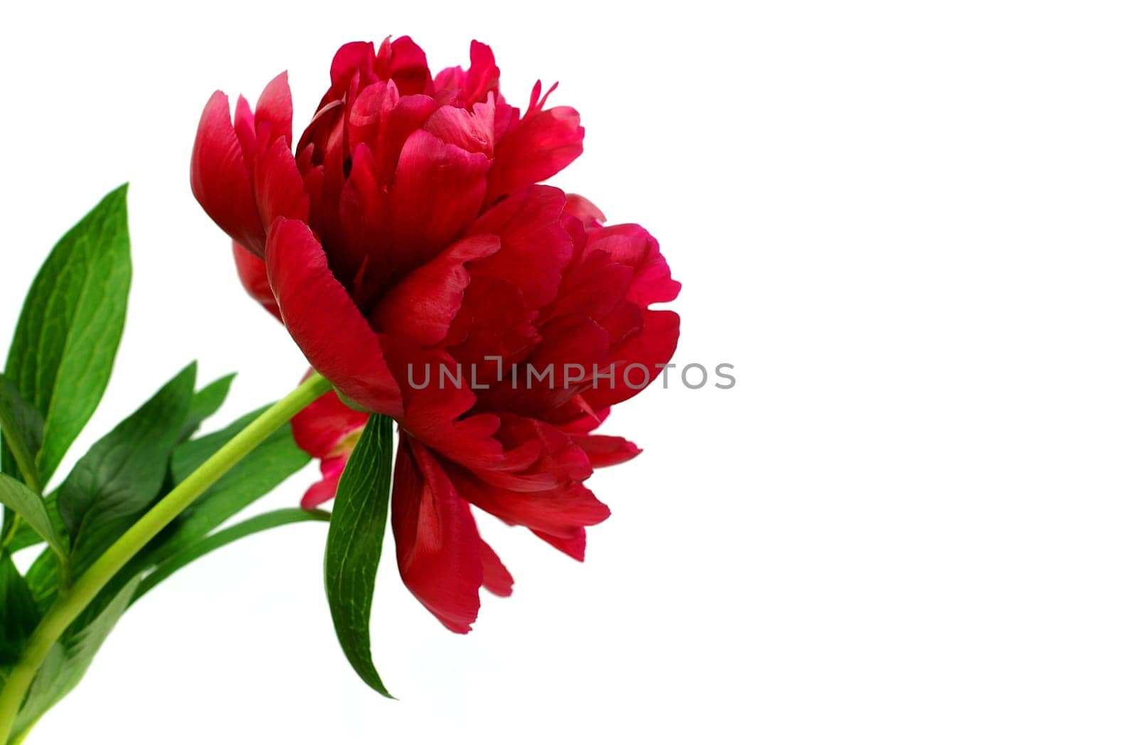 Peony
