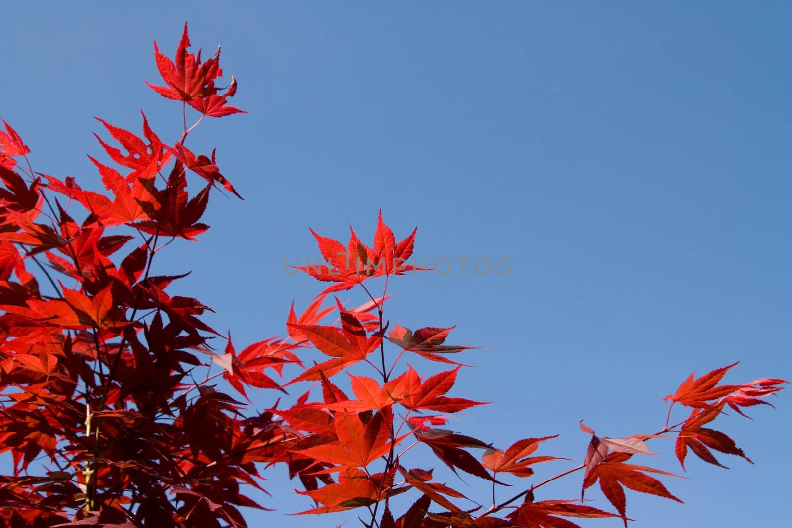Red Japanese Maple
