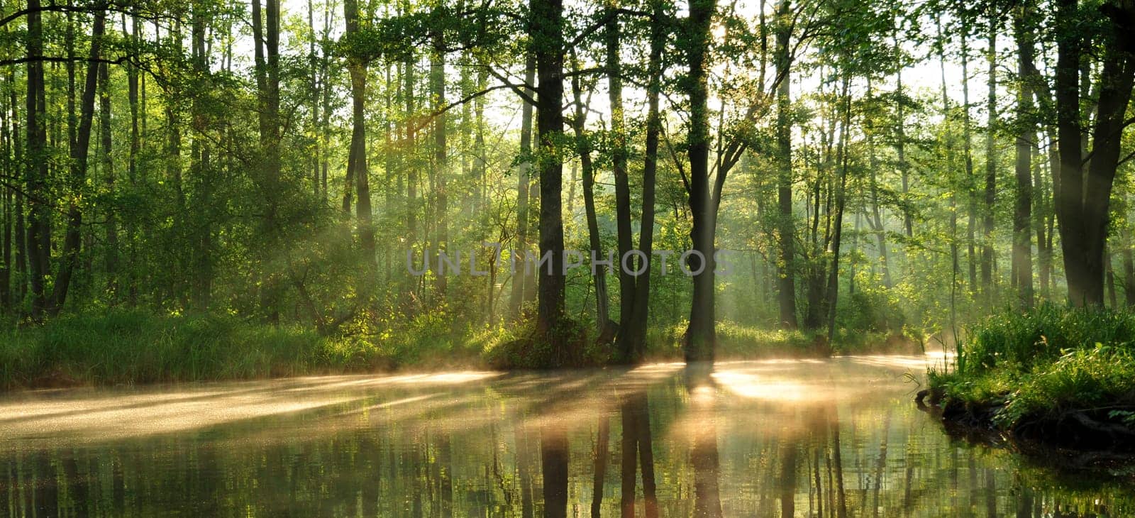 Sunrise in the Spreewald. ( cropped version )