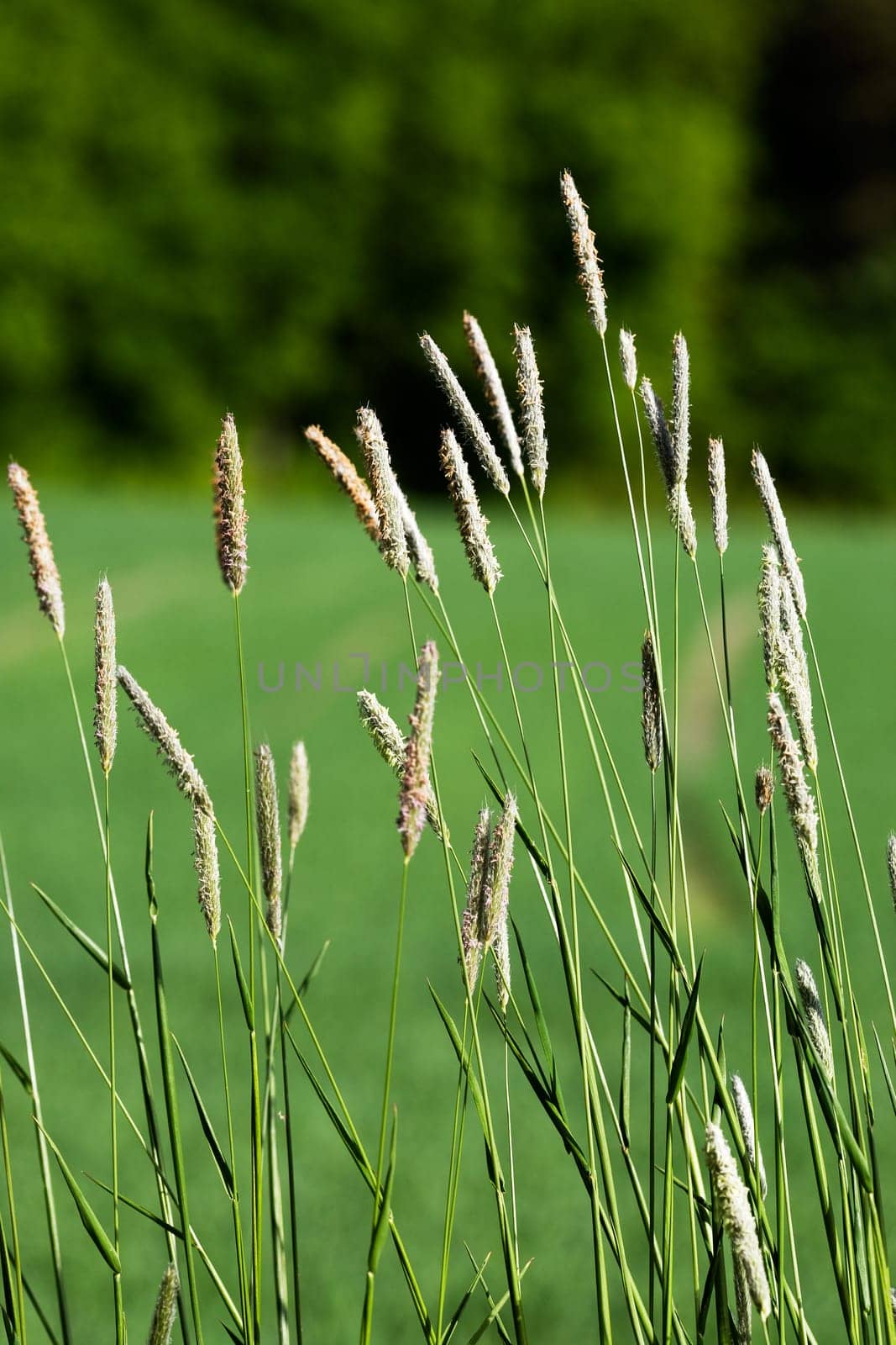 Wild Grass Background