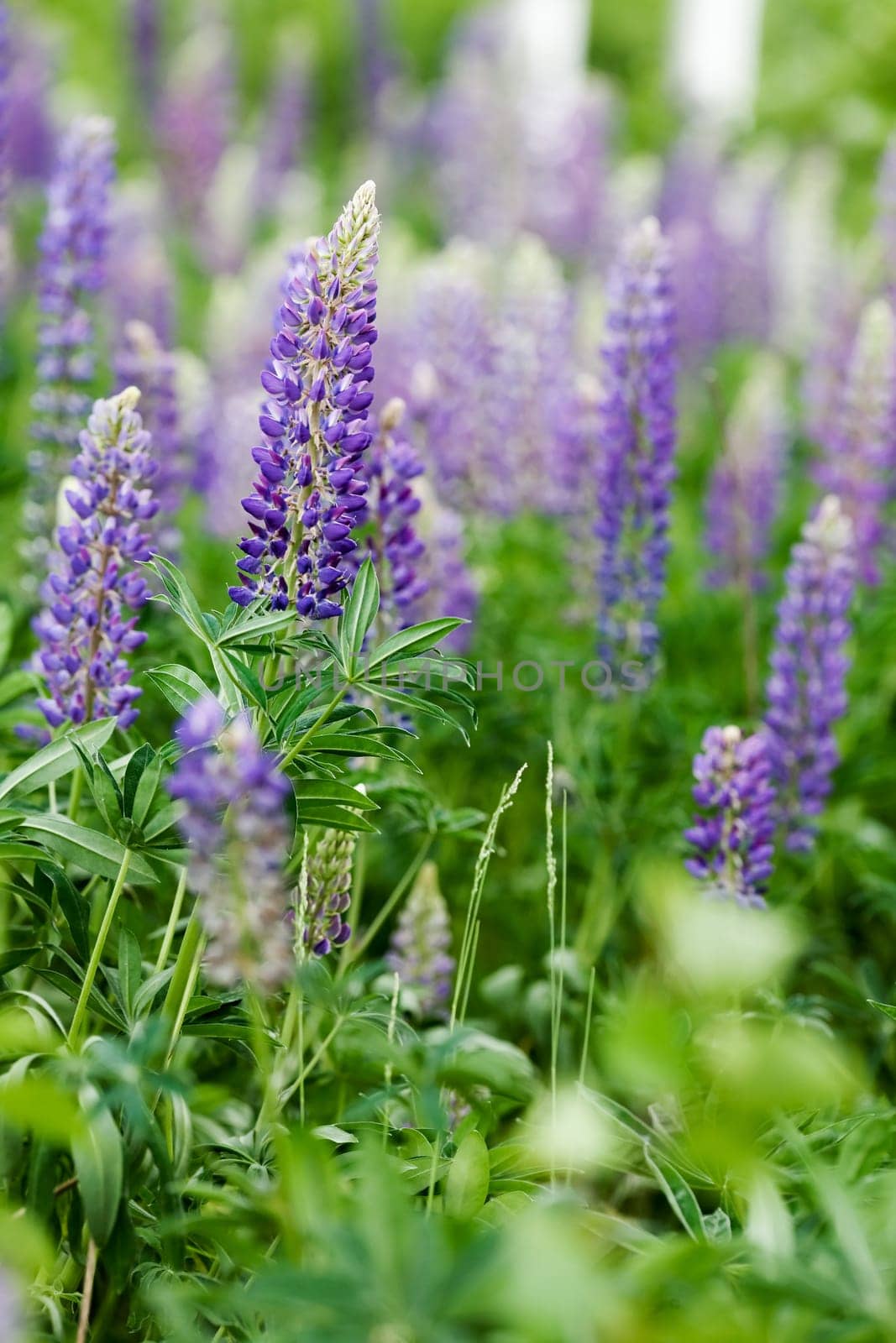 Purple Lupin Flower