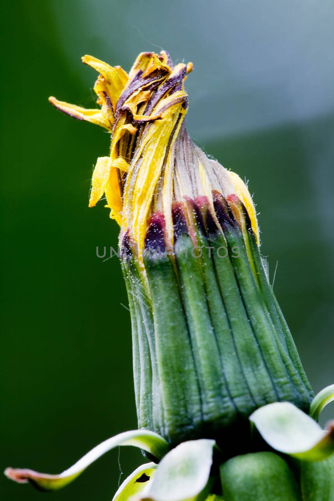 Dandelion bud