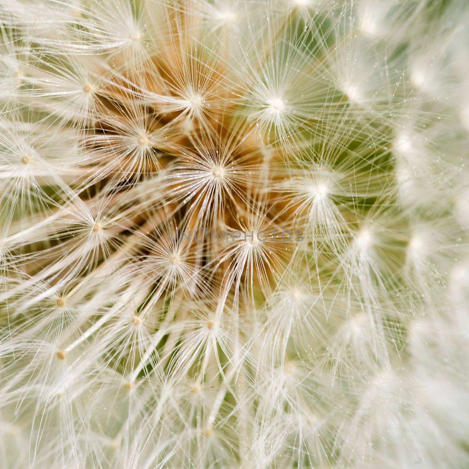 Dandelion Background