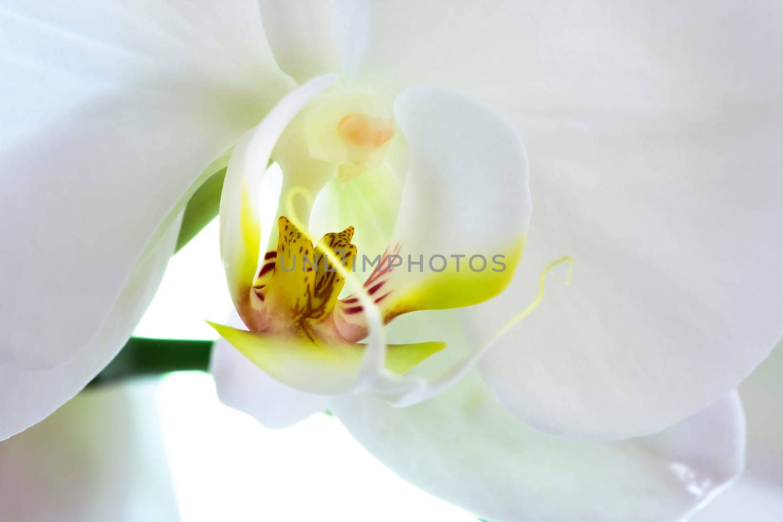 Orchid Macro