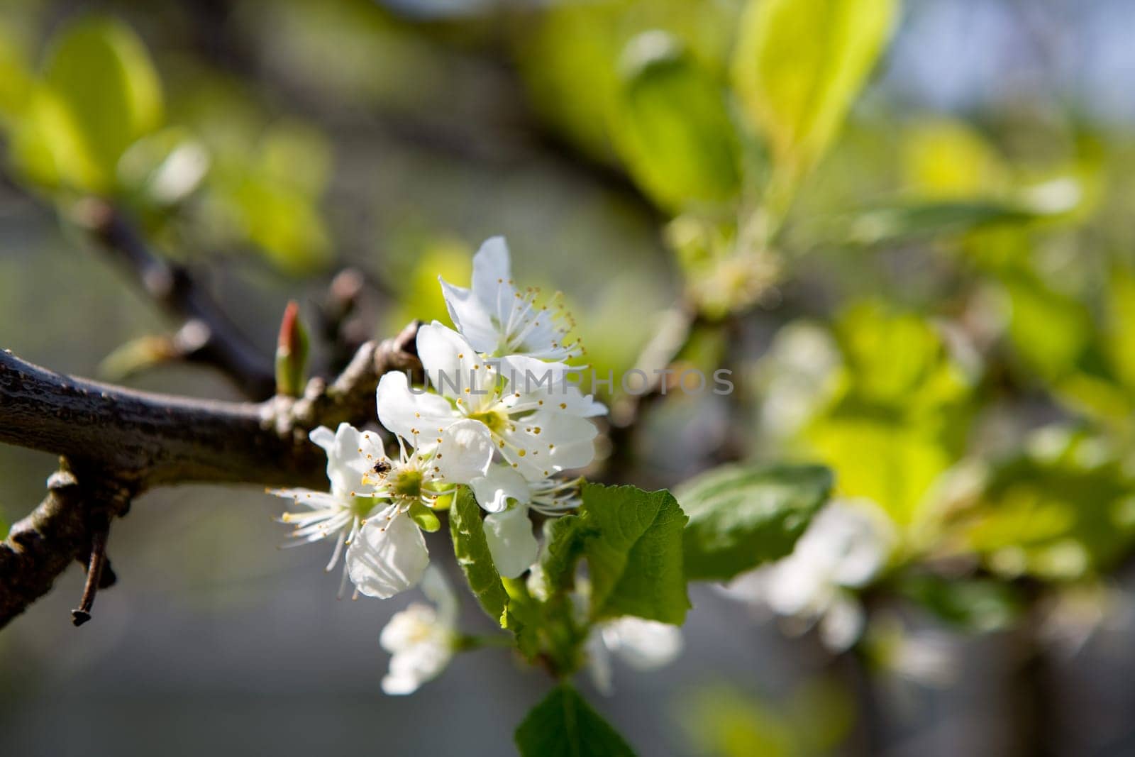 Plum Tree Blossom