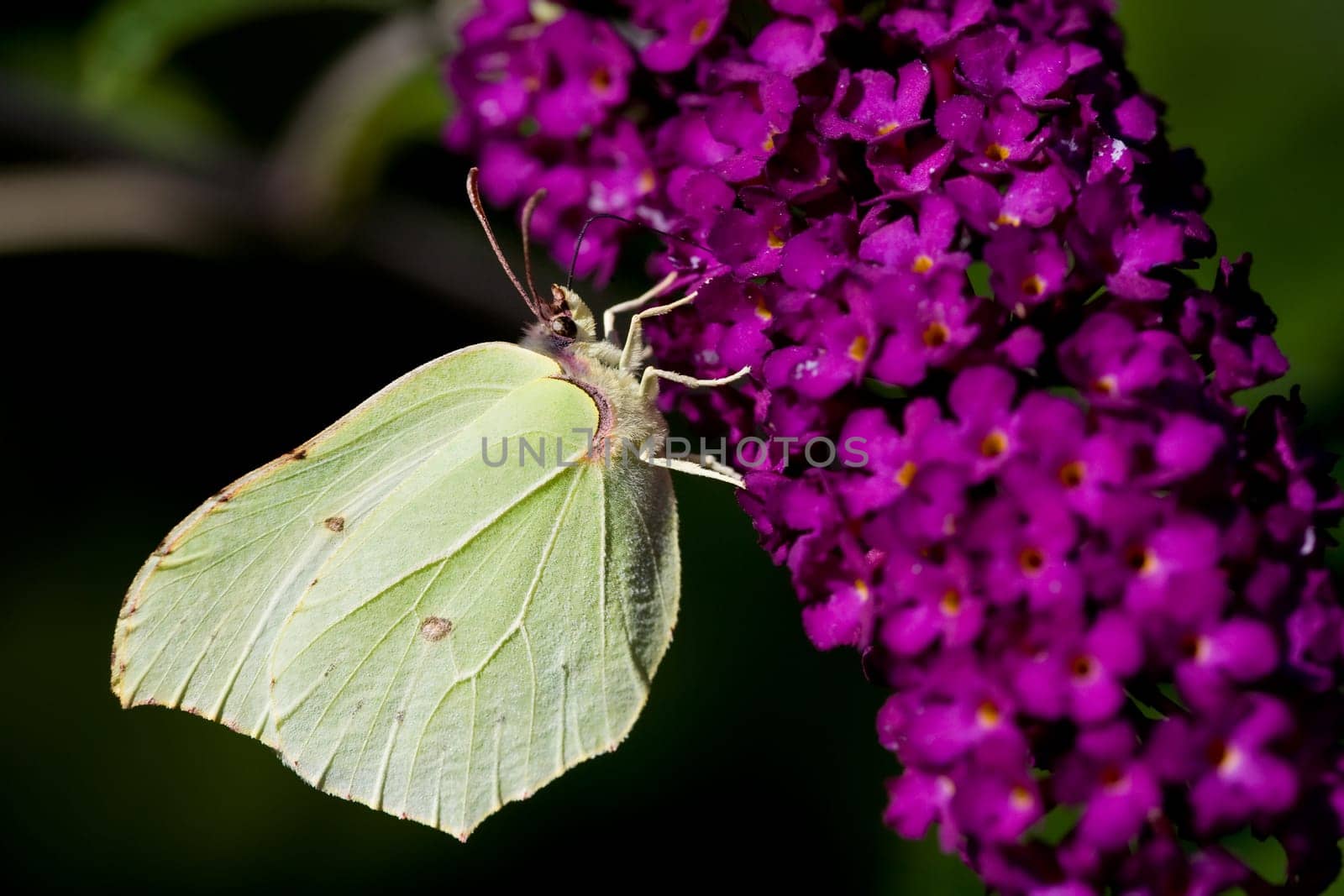 Brimstone Butterfly