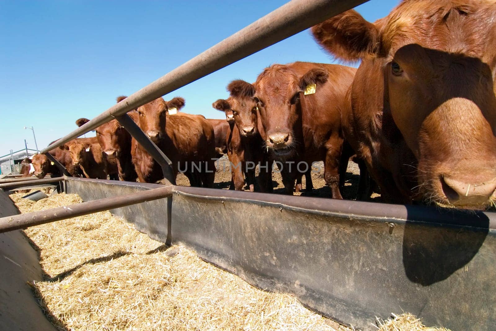 Feeding Bunks
