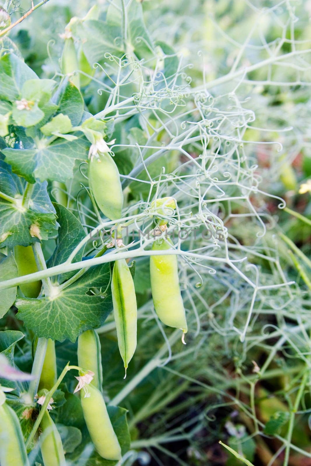 Chickpea Plant