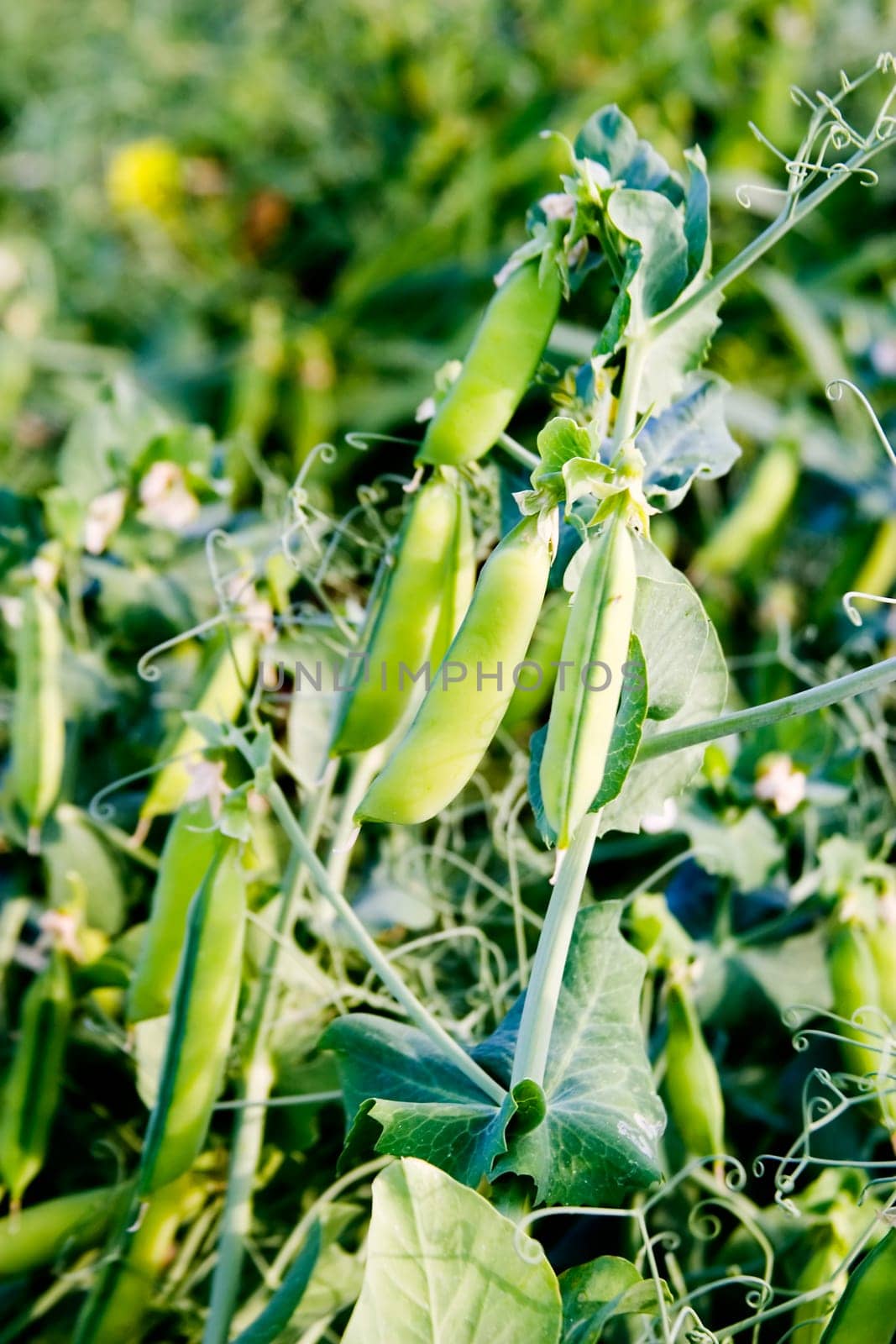 Chickpea Plant