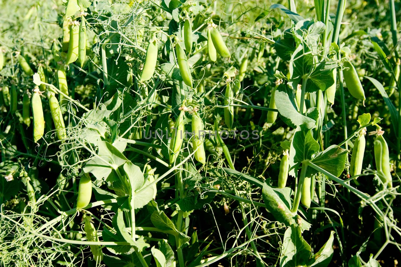 Pea Field