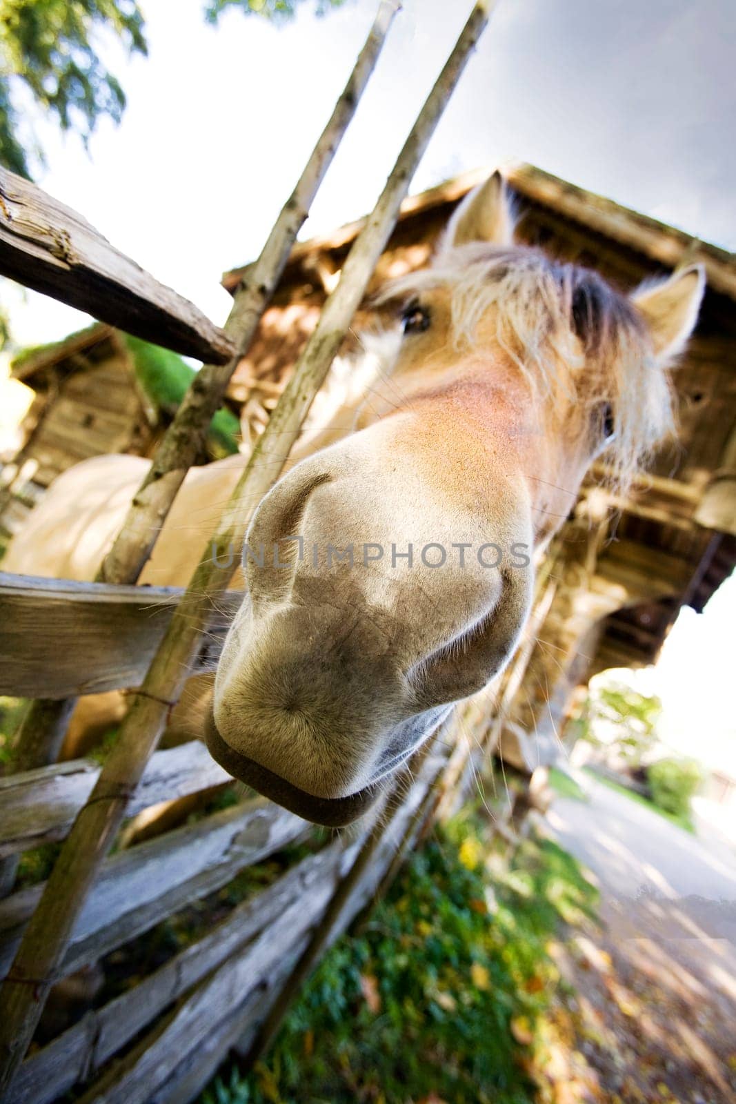 Crazy Horse