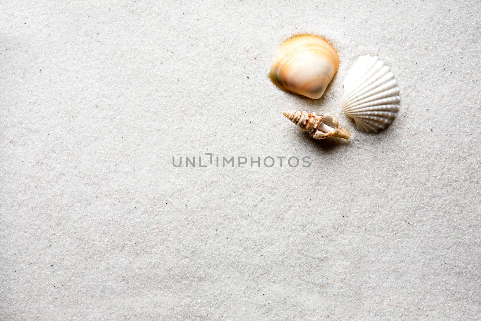 Sand Shell Background