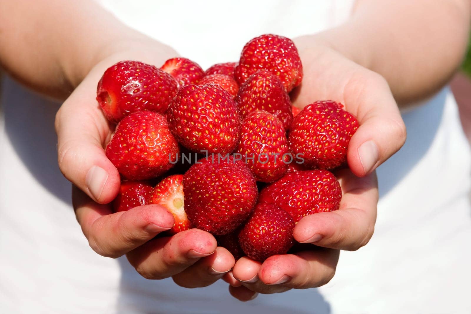 Fresh Strawberries