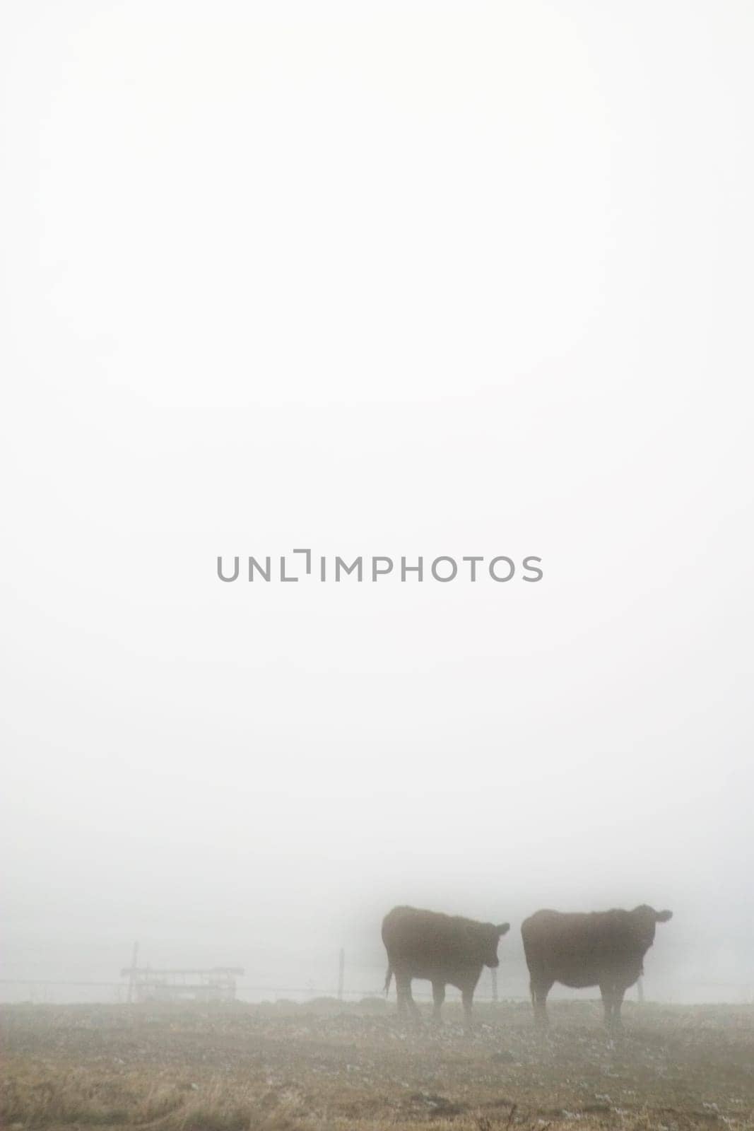 Cows in Fog