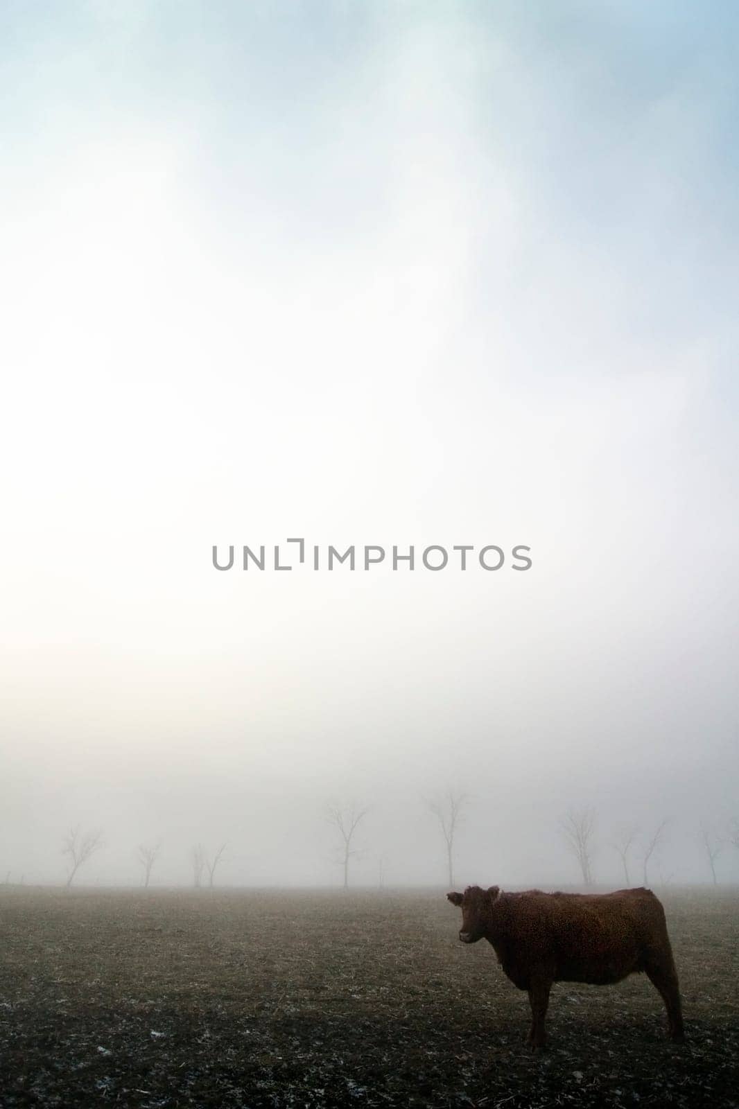 Cow in the Fog