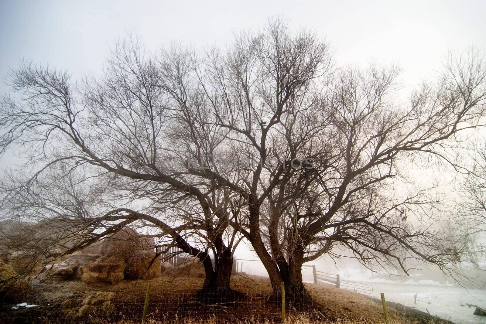 Tree in fog