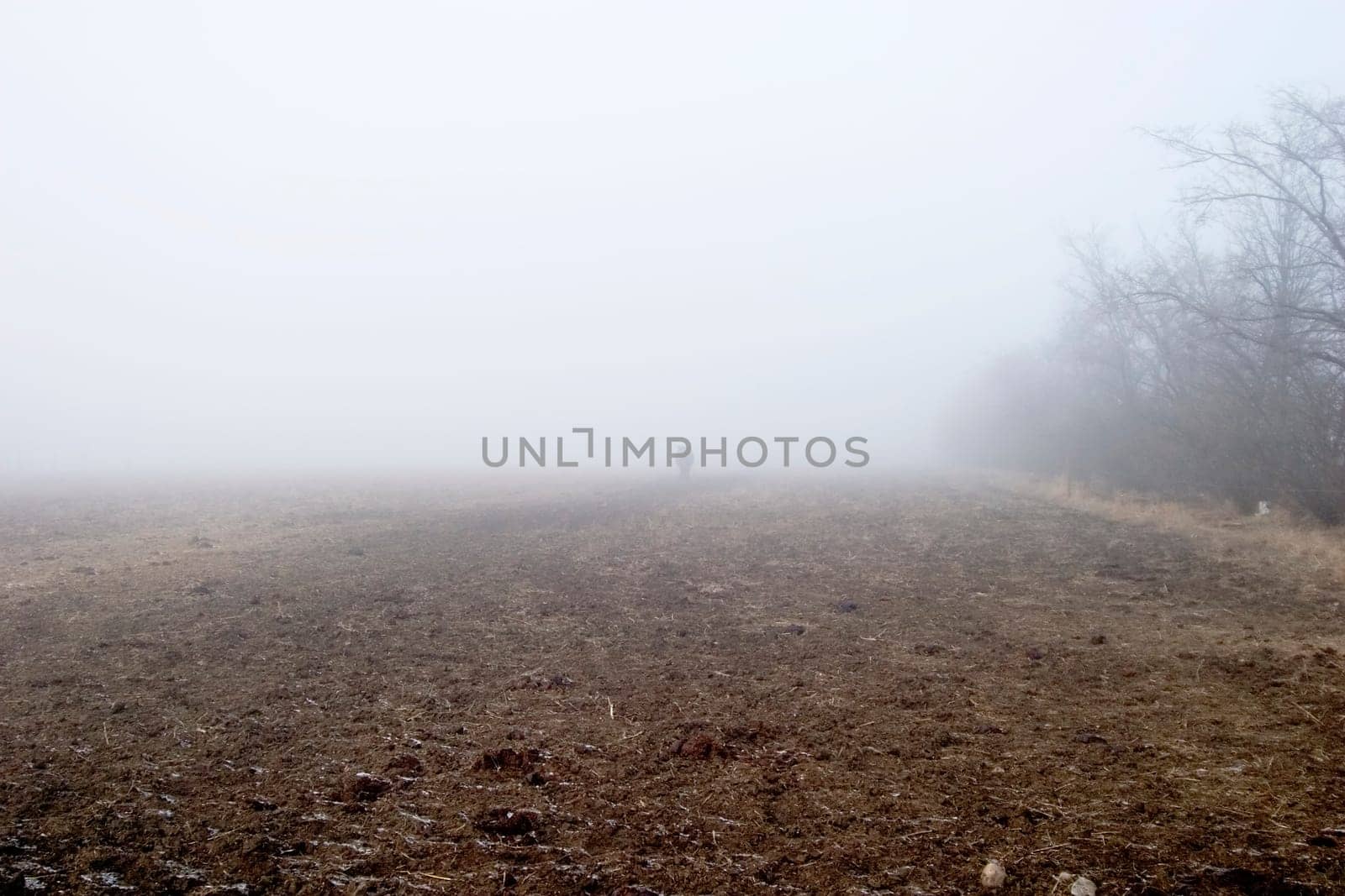 Foggy Tree Row