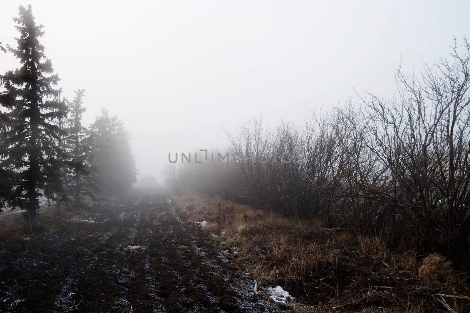 Foggy Tree Row