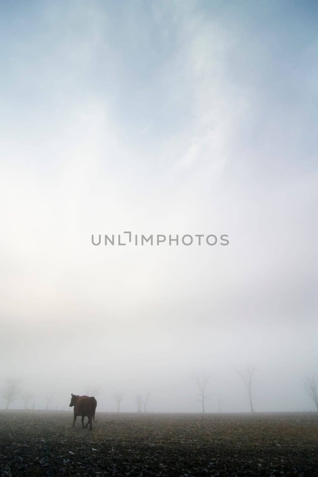 Cow in the Fog