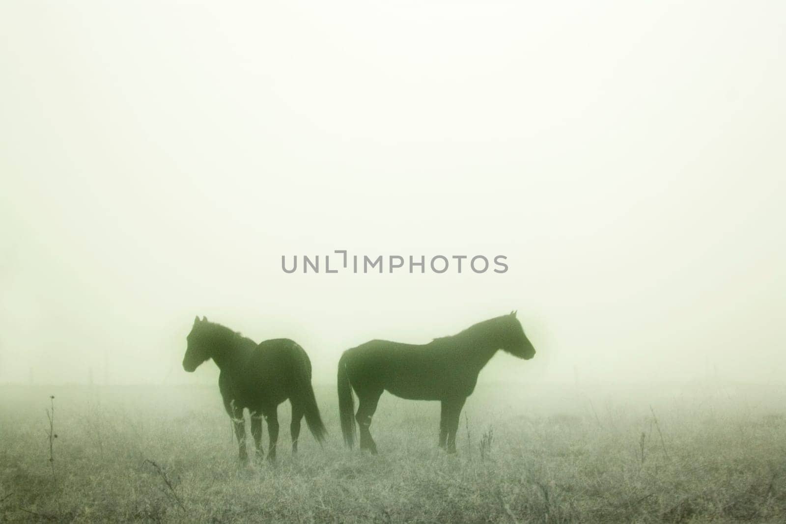 Prairie Horses