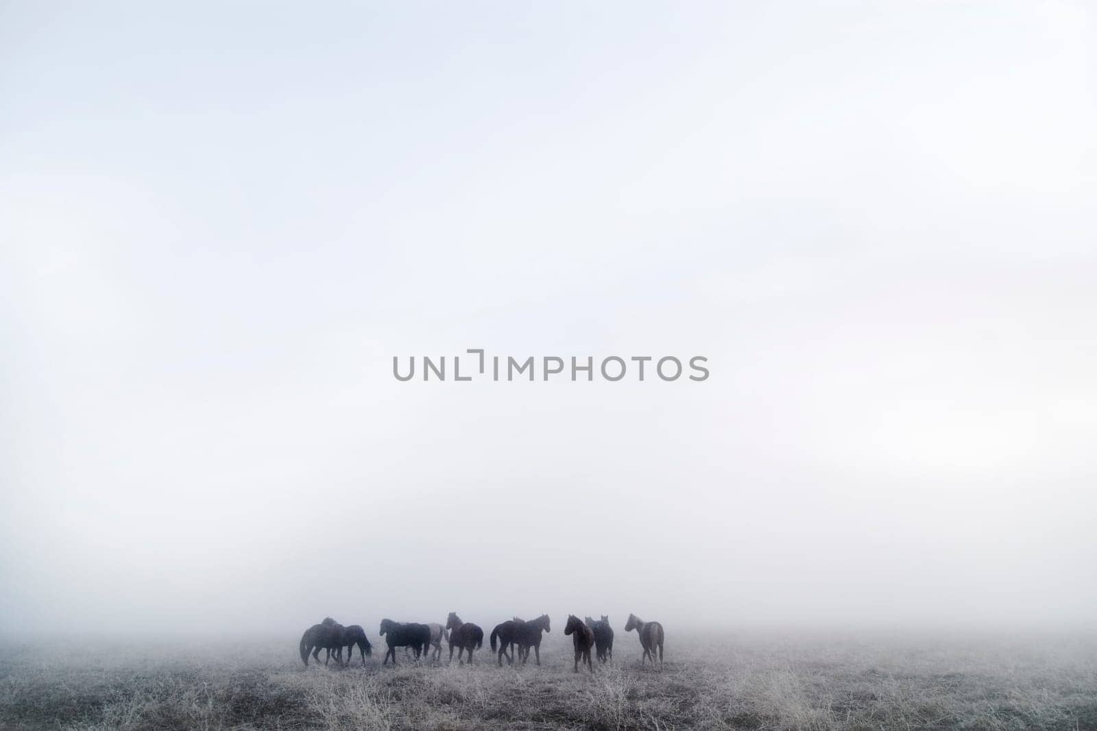 Prairie Horses
