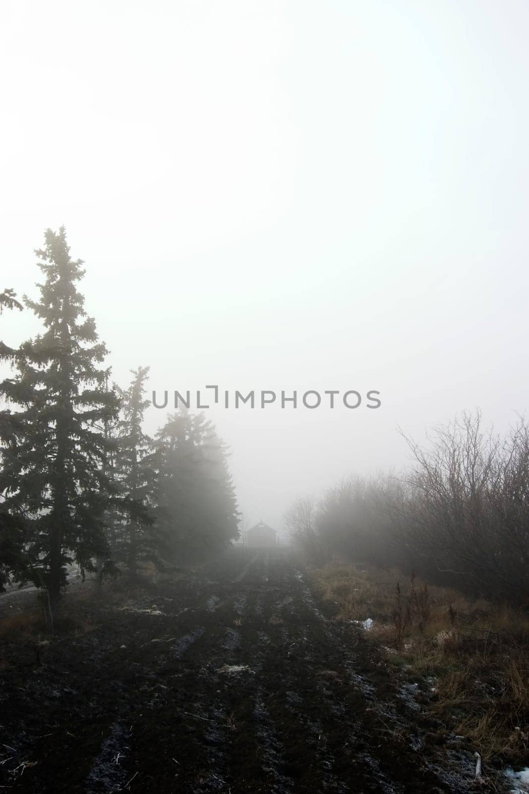 Foggy Tree Row
