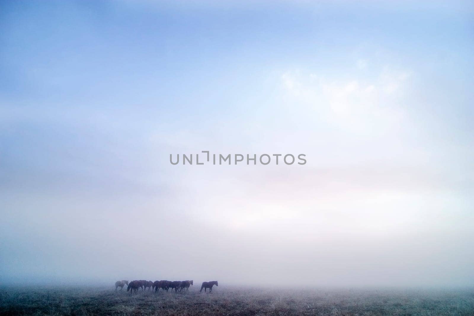 Prairie Horses