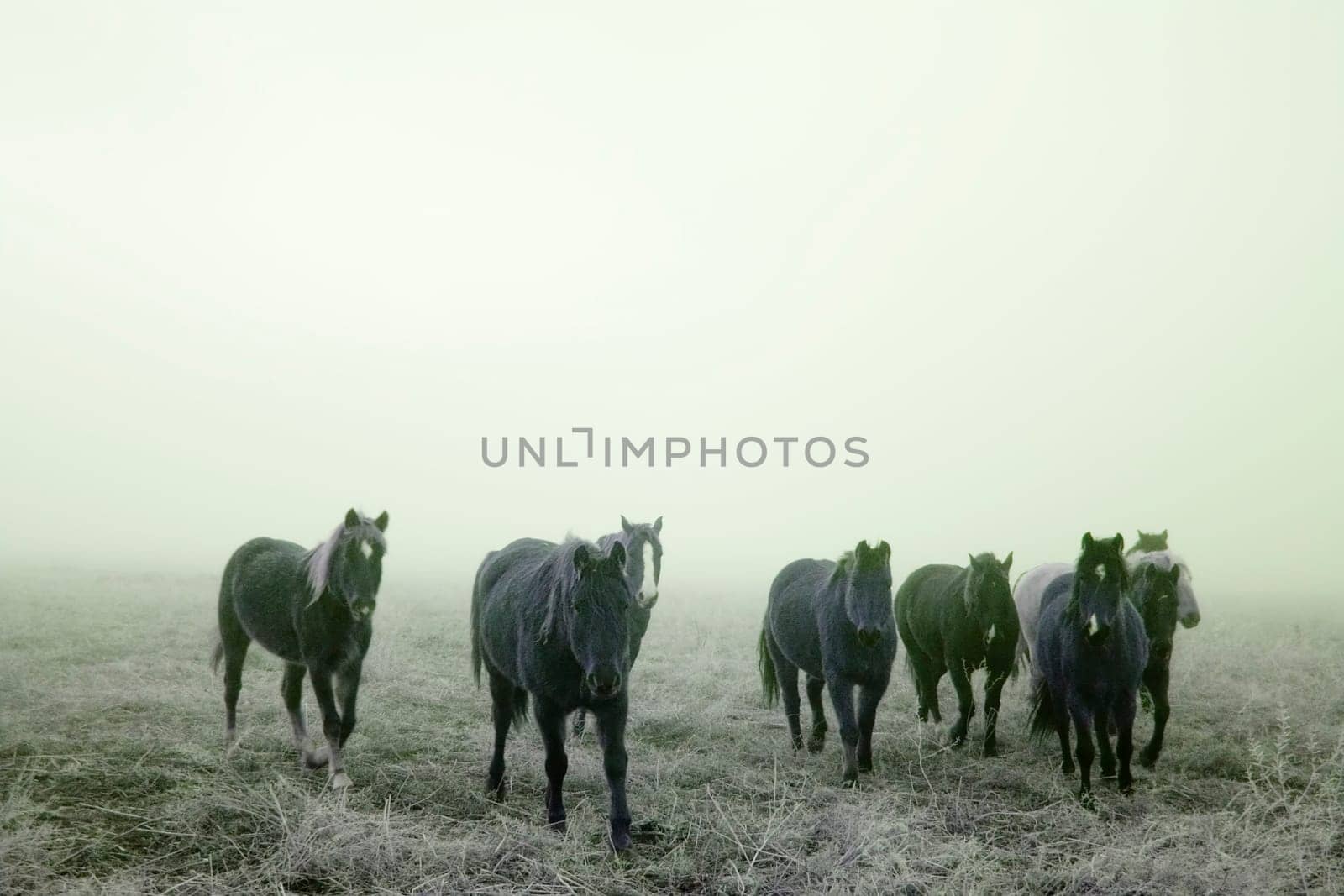 Prairie Horses
