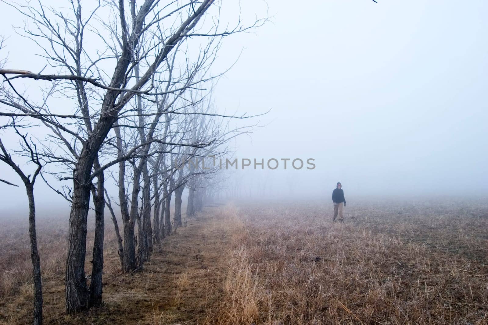 Fog Walk