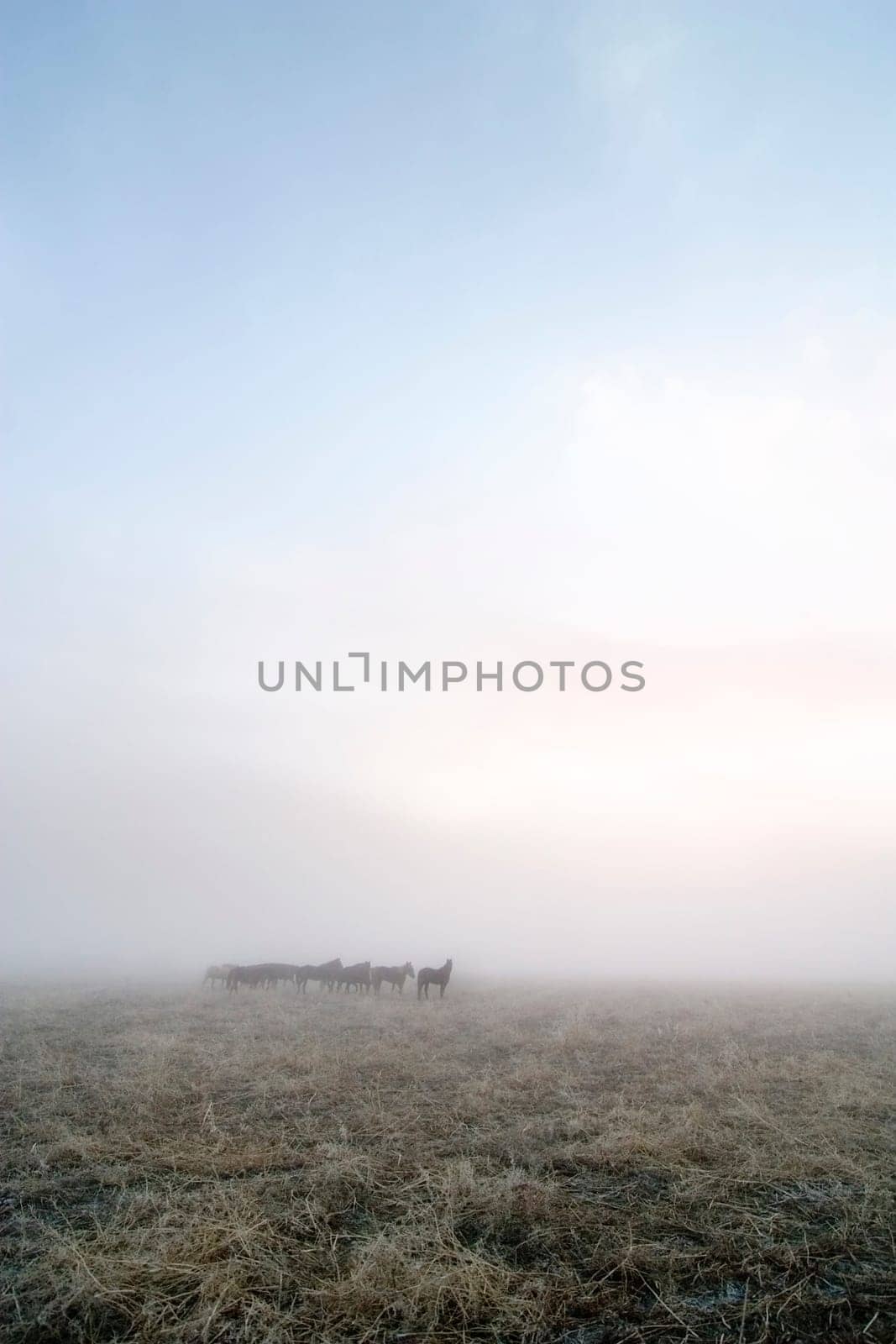 Prairie Horses