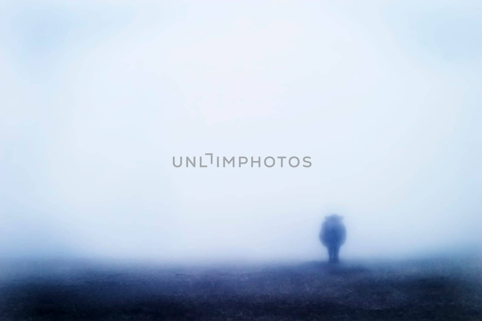 Cow in Fog