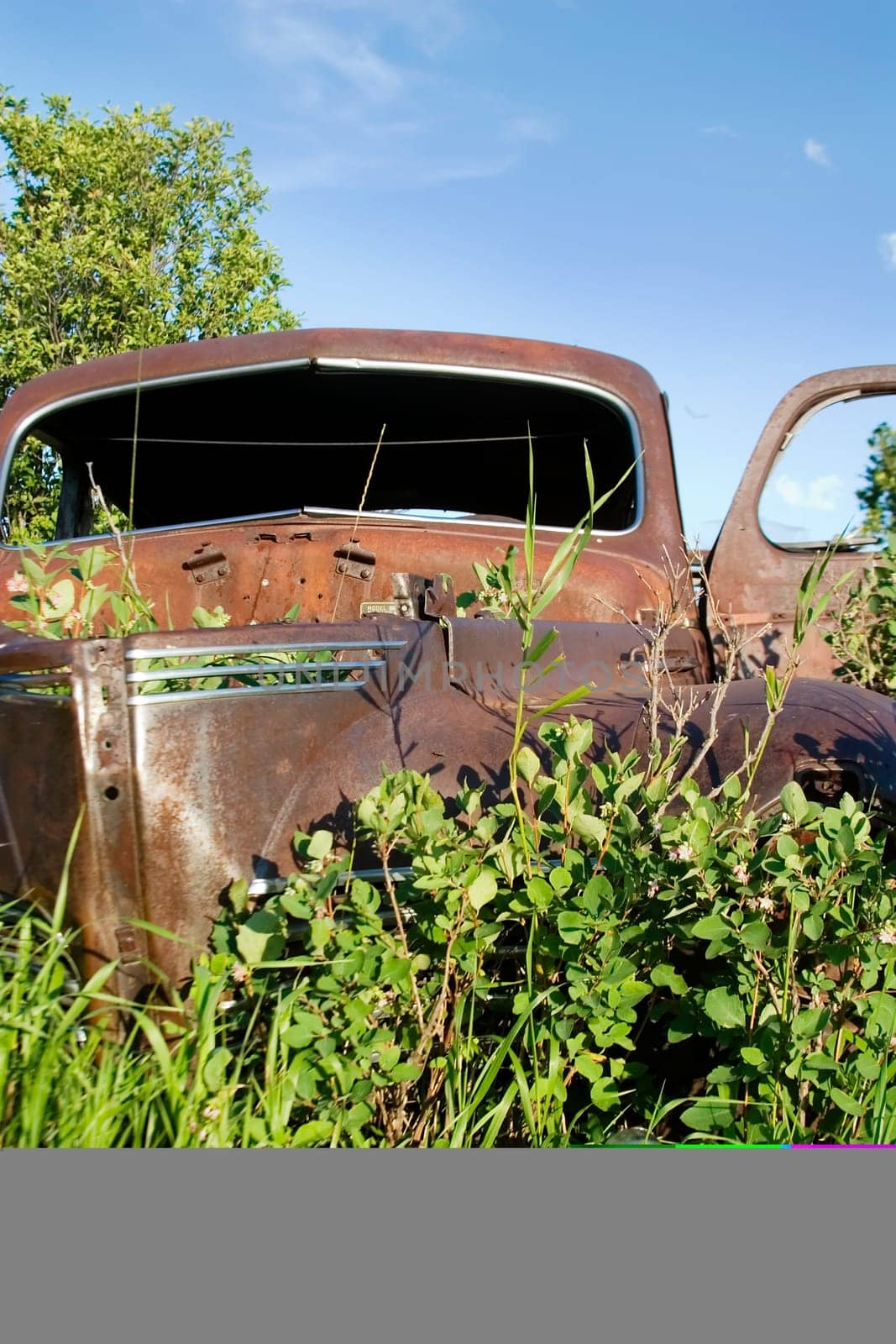 Overgrown Antique Car