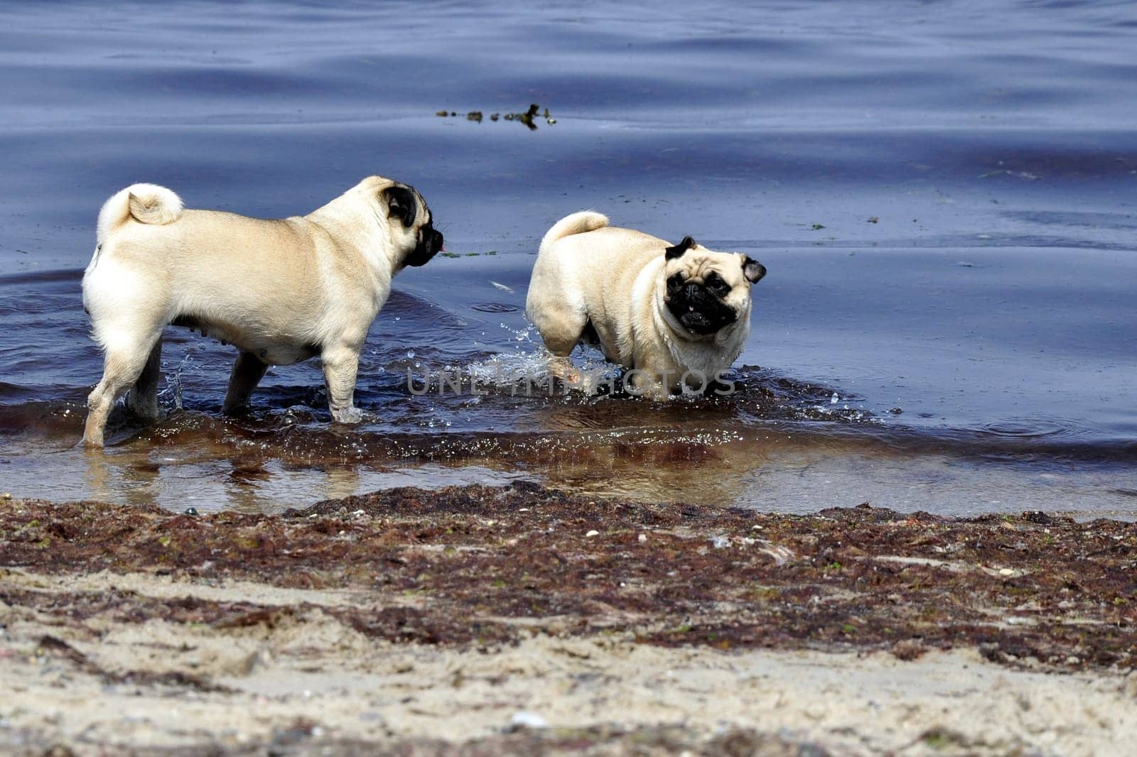 Pugs on the beach