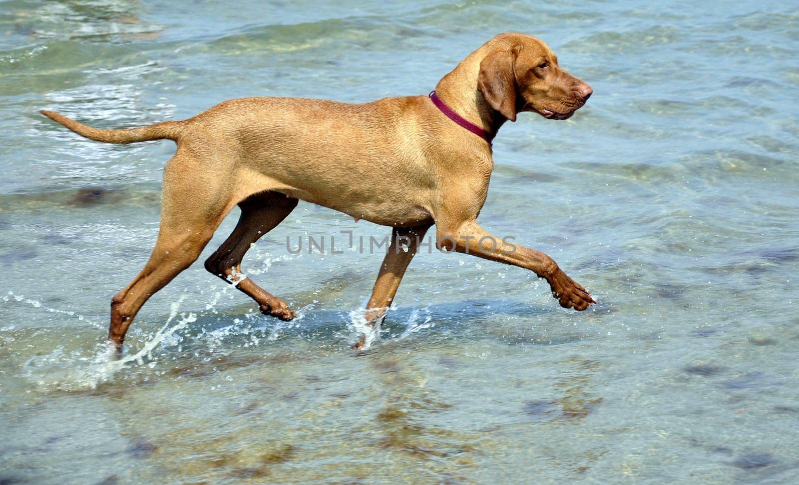 Hunting dog in the water