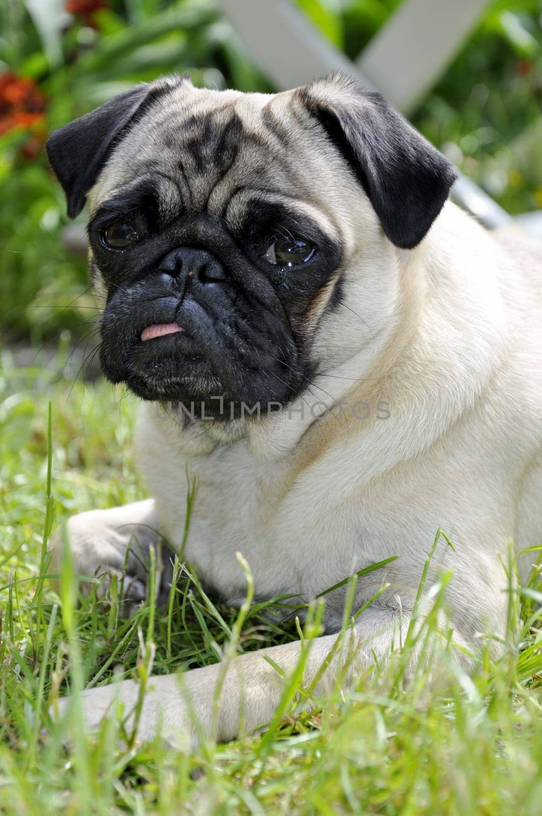 Pug in the countryside
