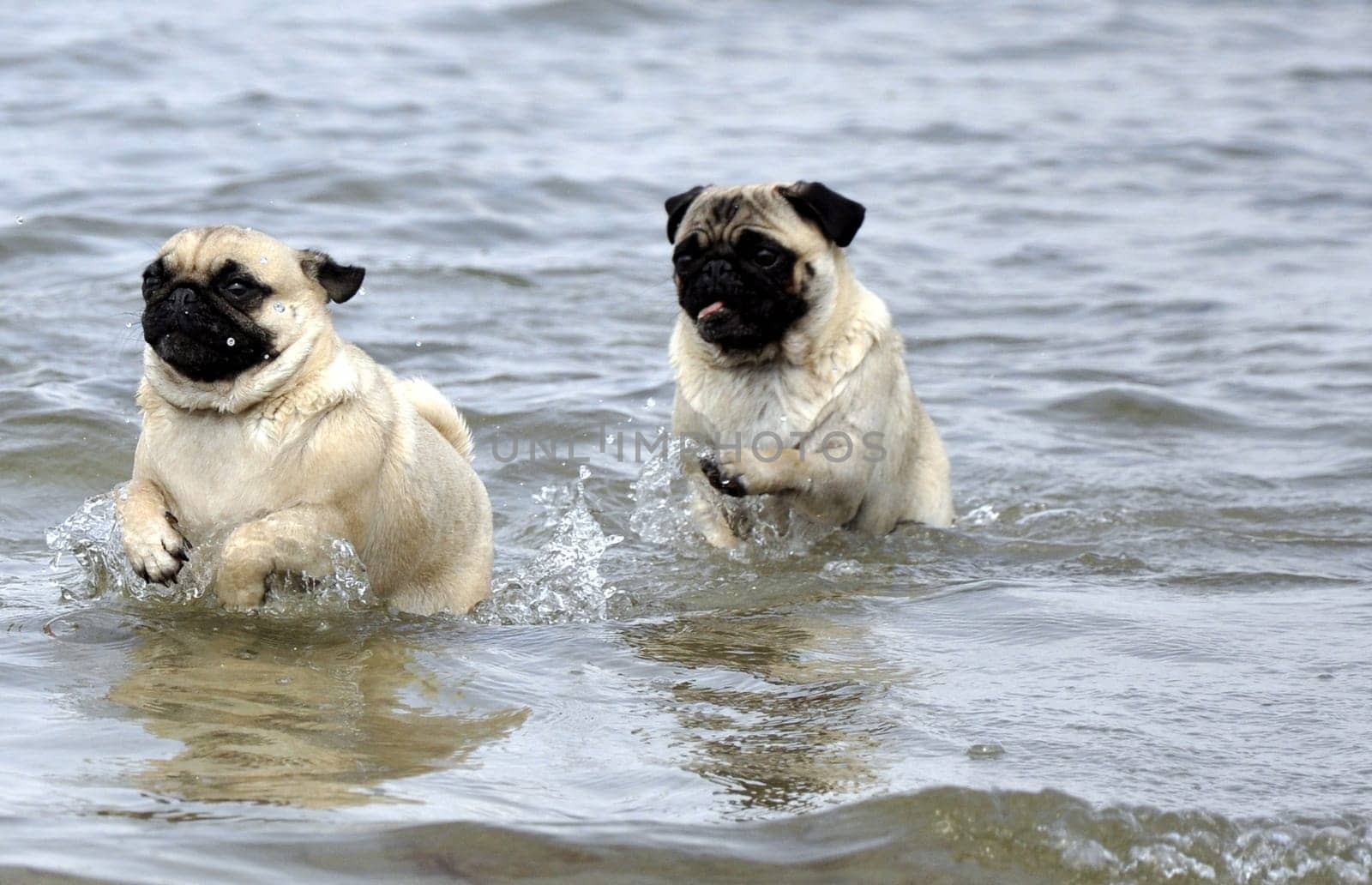 Pugs on the beach