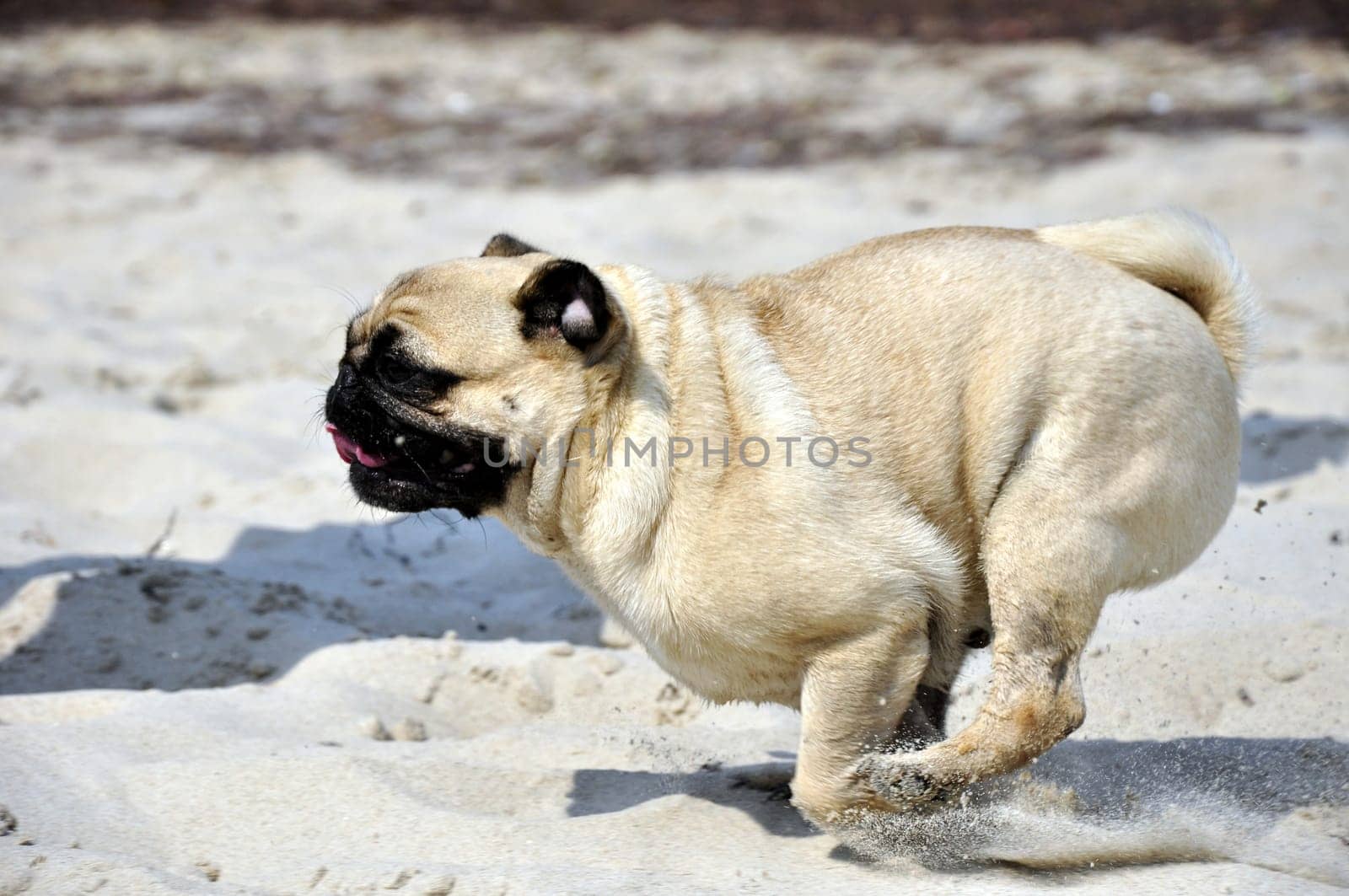 Pug on the beach