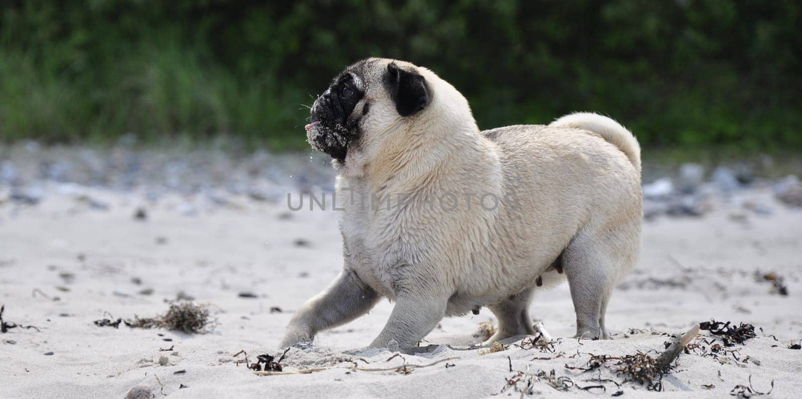 Pug on the beach