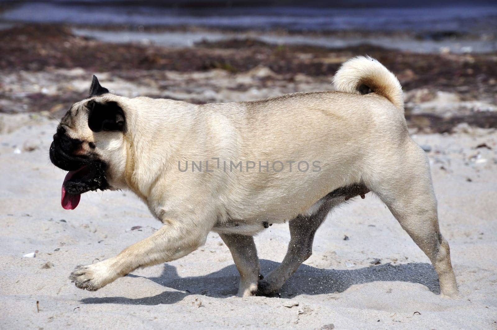 Pug on the beach