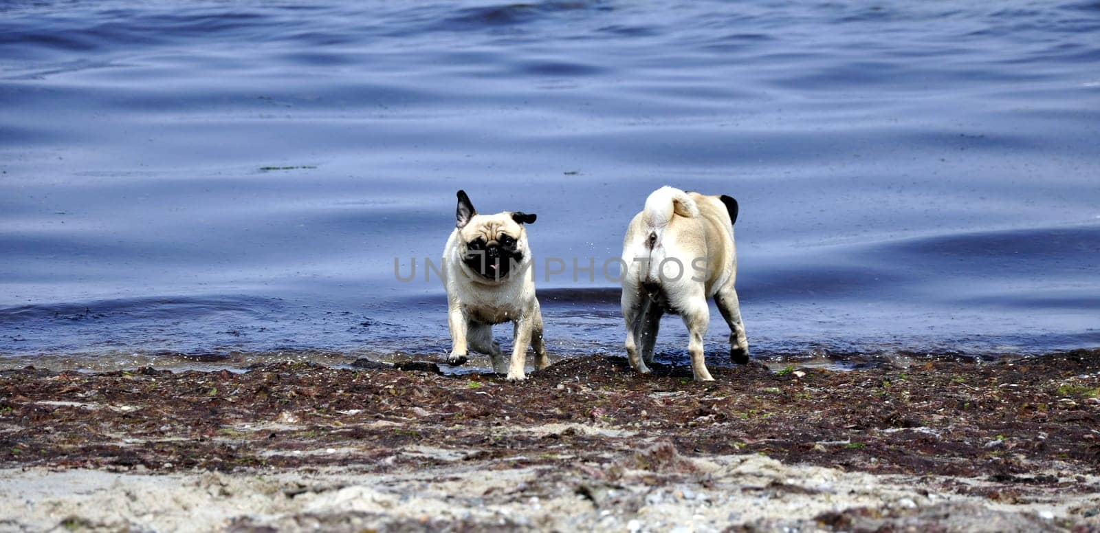 Pugs on the beach