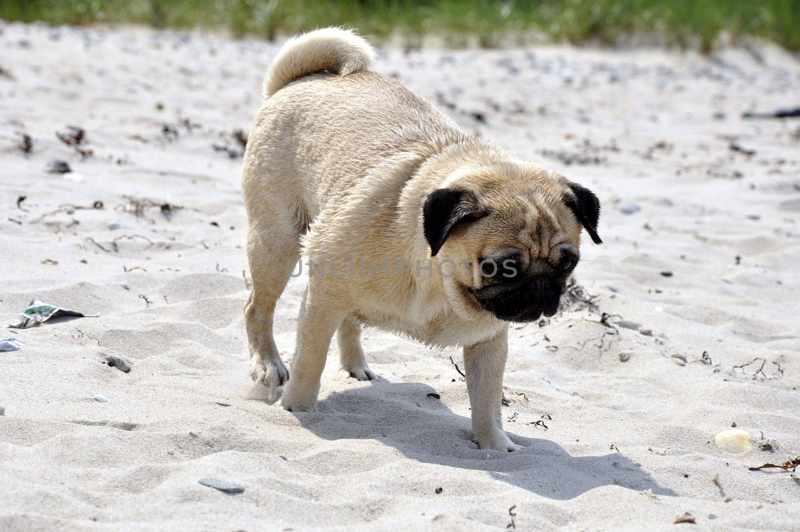 Pug on the beach