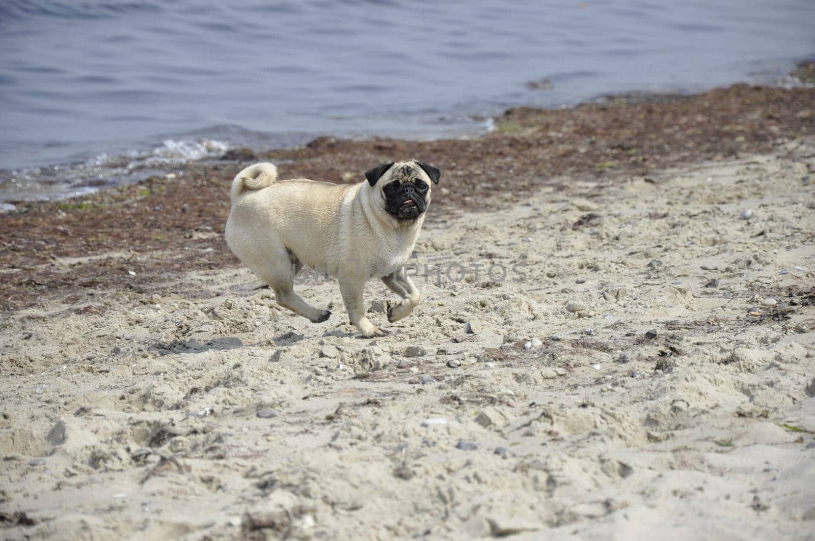 Pug on the beach