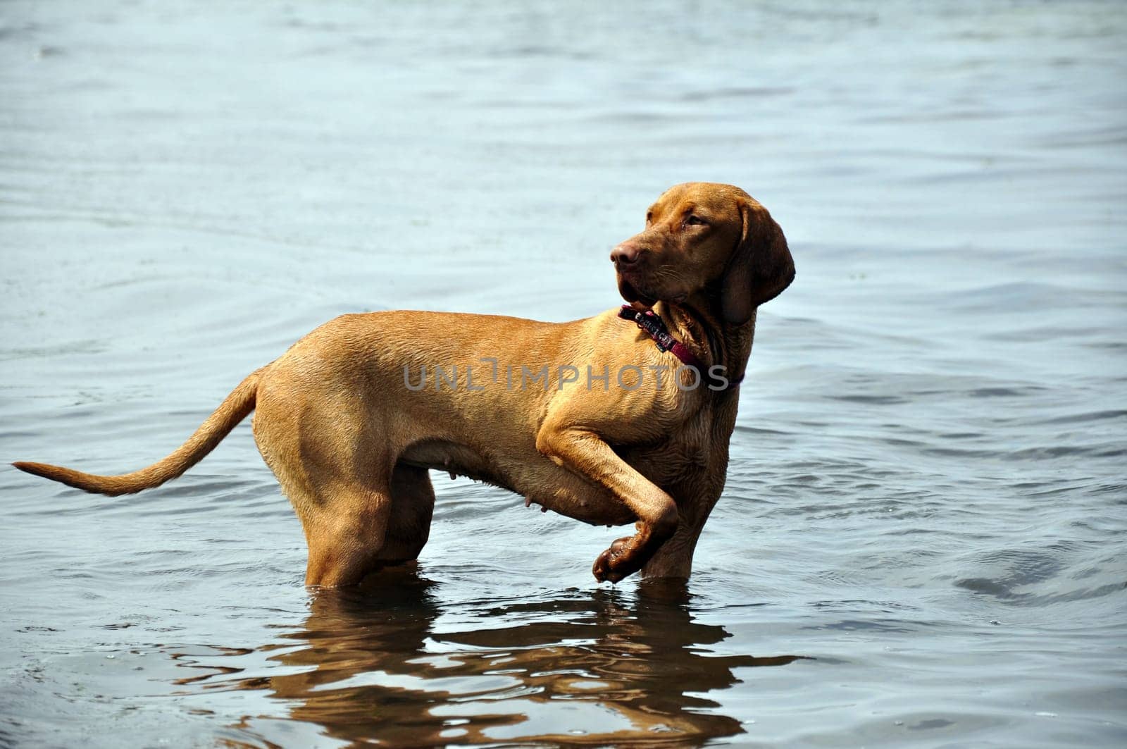 Hunting dog in the water