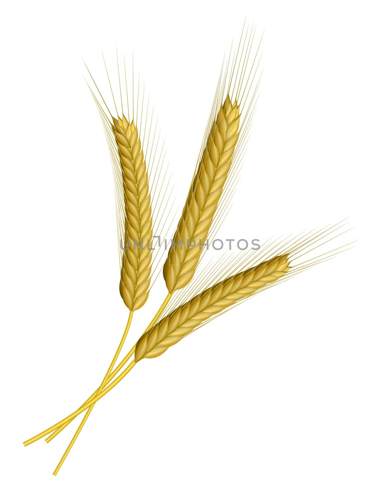 Wheat isolated on white